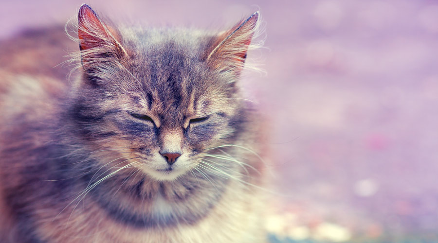 Does arthritis shorten a cat's life?