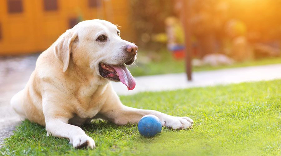 What's the best joint supplement for dogs?
