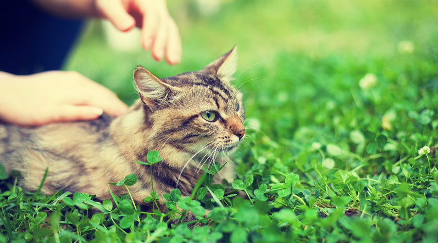 Can I give human joint supplements to a cat?