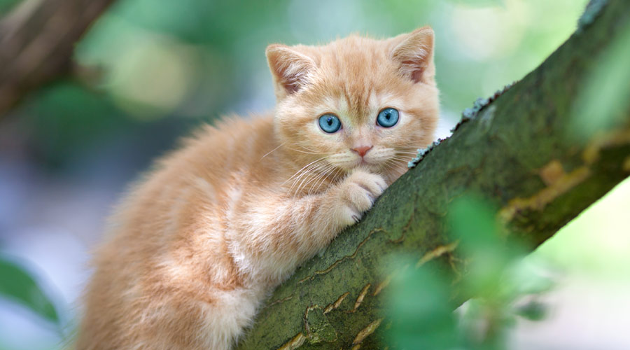 Do joint supplements for cats really work?