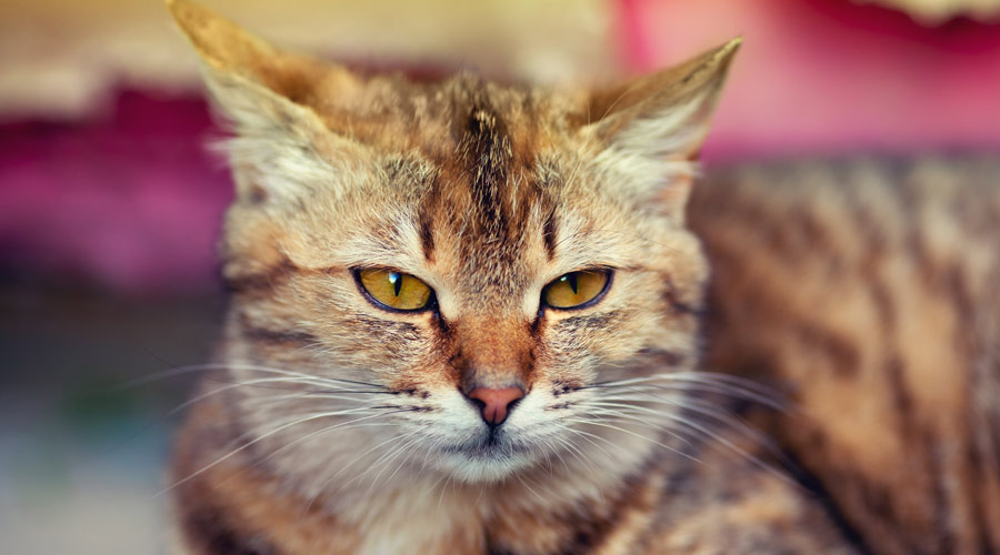 What causes osteoarthritis or joint problems in cats?