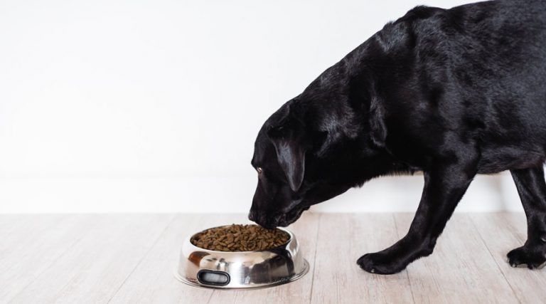 What is beneficial food for dogs with arthritis? - Permavet - Dietary Needs Of Dogs With Arthritis